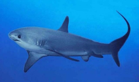 Морська лисиця звичайна, або акула-лисиця звичайна, або лисяча акула (Alopias vulpinus)