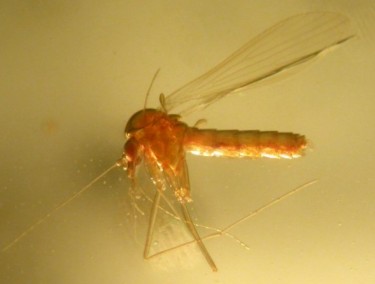 Москіти – підродина комах (Phlebotominae)
