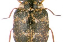 Музейний жук, або шкіроїд музейний (Anthrenus museorum)