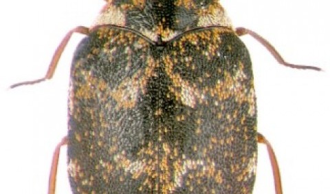 Музейний жук, або шкіроїд музейний (Anthrenus museorum)