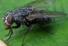 Двокрилі – ряд комах (Diptera)