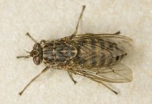 Муха цеце – рід комах (Glossina)