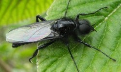 Муха чорна, або муха квітнева, або товстоніжка Марка (Bibio marci)