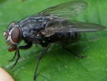 Двокрилі – ряд комах (Diptera)