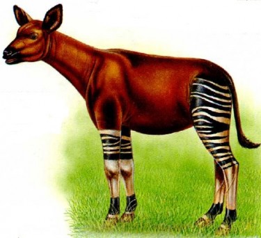 Окапі – лісовий жираф