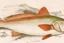 Горбаневі – родина риб (Sciaenidae)