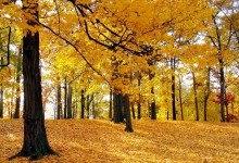 Чому восени листя жовтіє?