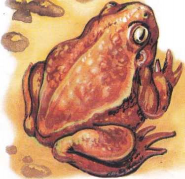 Пустельна жаба