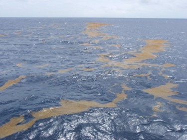 Підступні водорості саргасуми (Саргасове море)