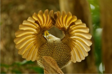 Райські птахи джунглів Нової Гвінеї