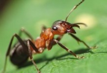 Руда лісова мураха