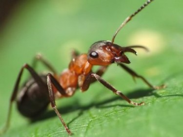 Руда лісова мураха