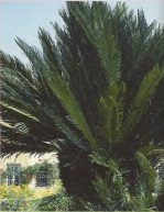 Сагові пальми