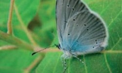 Синявець мелеагр