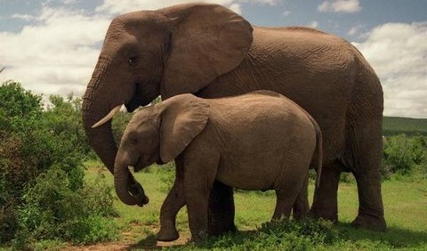 Цікаве про слонів