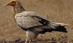 Стерв’ятник