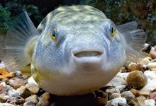 Голкочереві, або скелезубові, або риби-собаки, або чотиризубі – родина риб (Tetraodontidae)