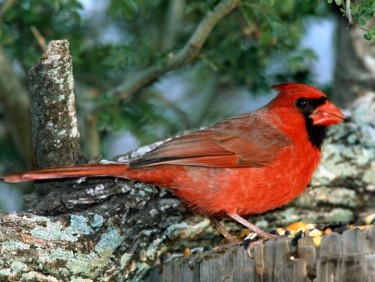 Червоний кардинал